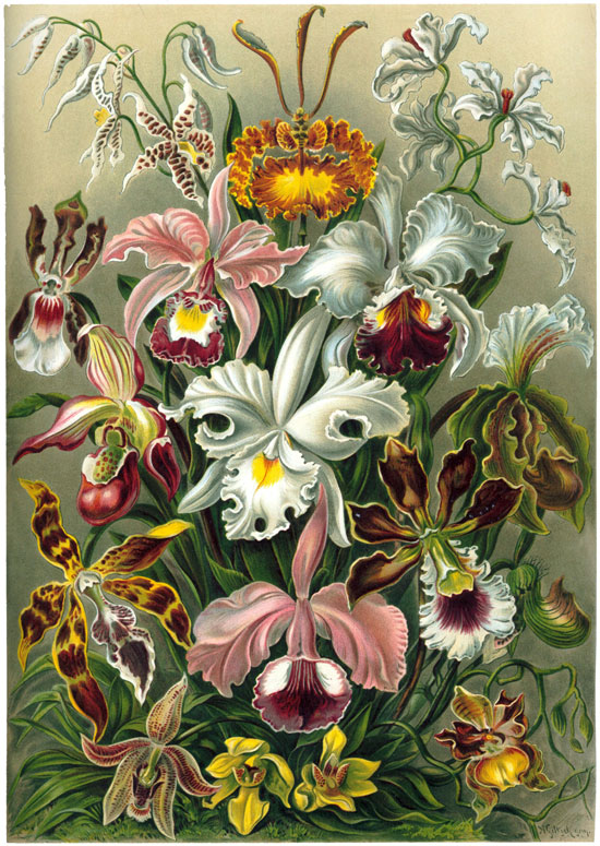 Orchidae, Ernst Haeckel