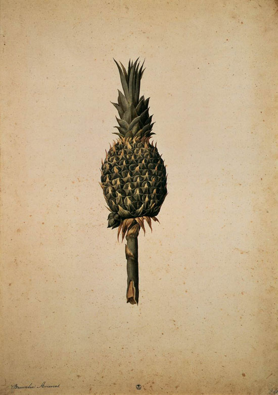 pineapple, Jacopo Ligozzi