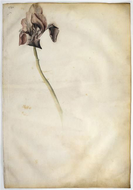 Iris reticulata, Jacopo Bellini