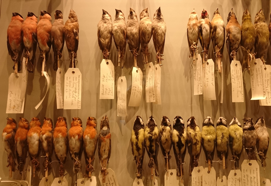taxonomy of birds in the Hessisches Landesmuseum, Darmstadt